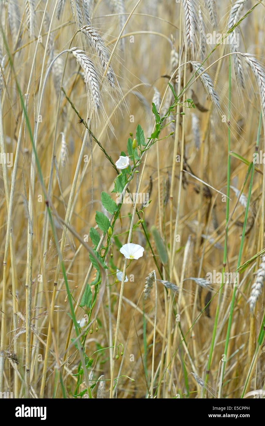 Hedge bindweed - Larger bindweed (Calystegia sepium - Convolvulus sepium) twining around Winter Barley in summer Stock Photo