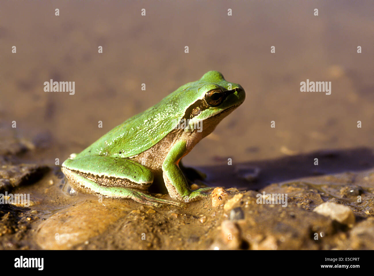 European tree frog (Hyla arborea) near water Photographed in Israel in December Stock Photo