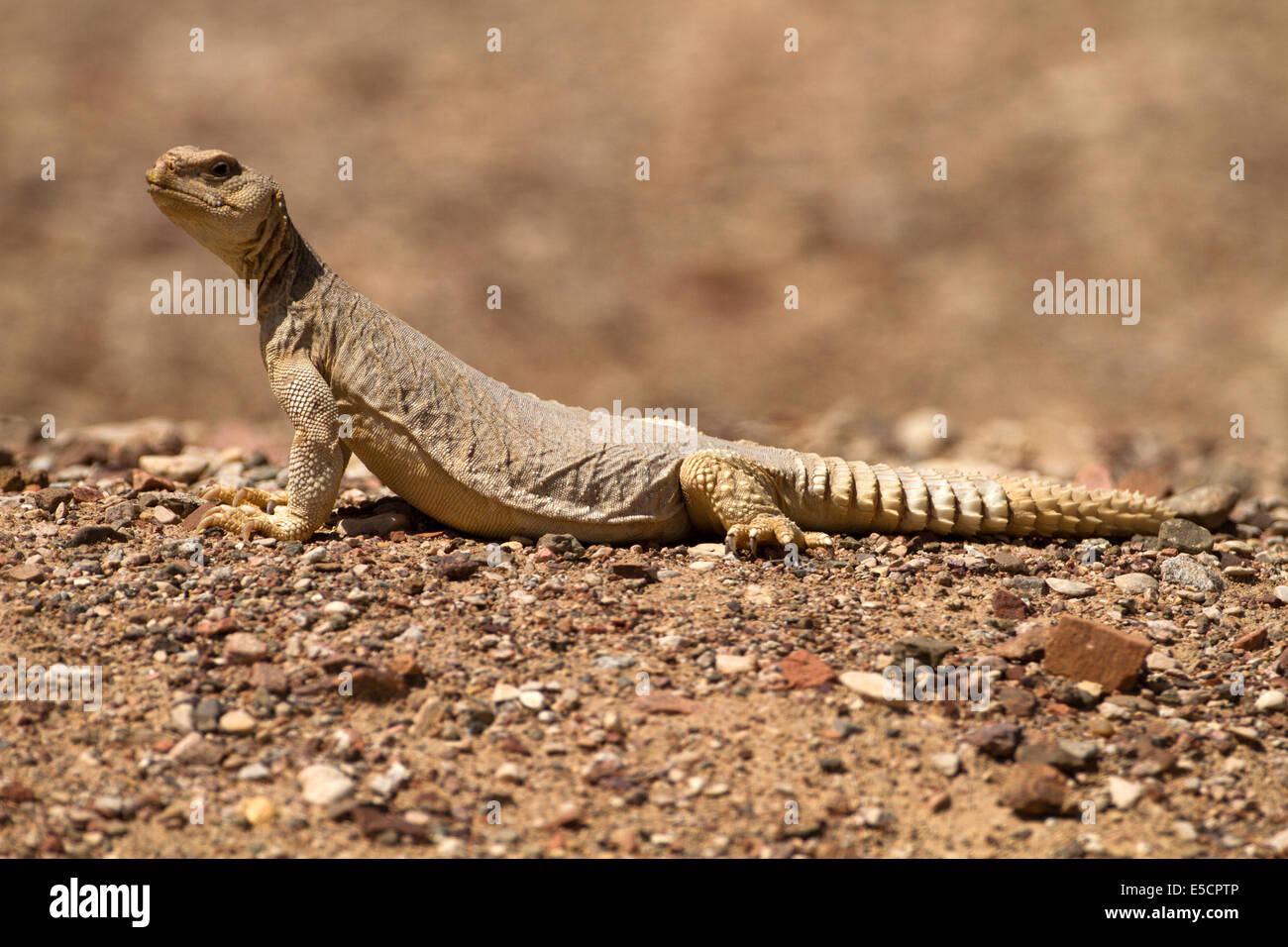 Ornate Mastigure (Uromastyx ornata) is one of the most colorful members of the genus in Israel, with lengths of up to 37 cm. Orn Stock Photo