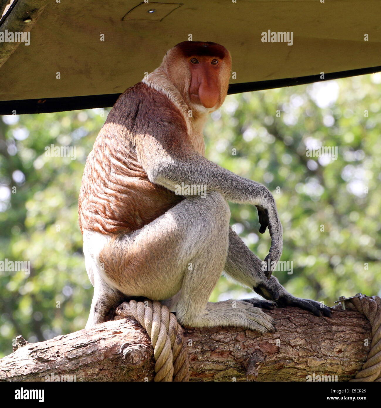 Male Proboscis or long nosed monkey (Nasalis larvatus), close-up of