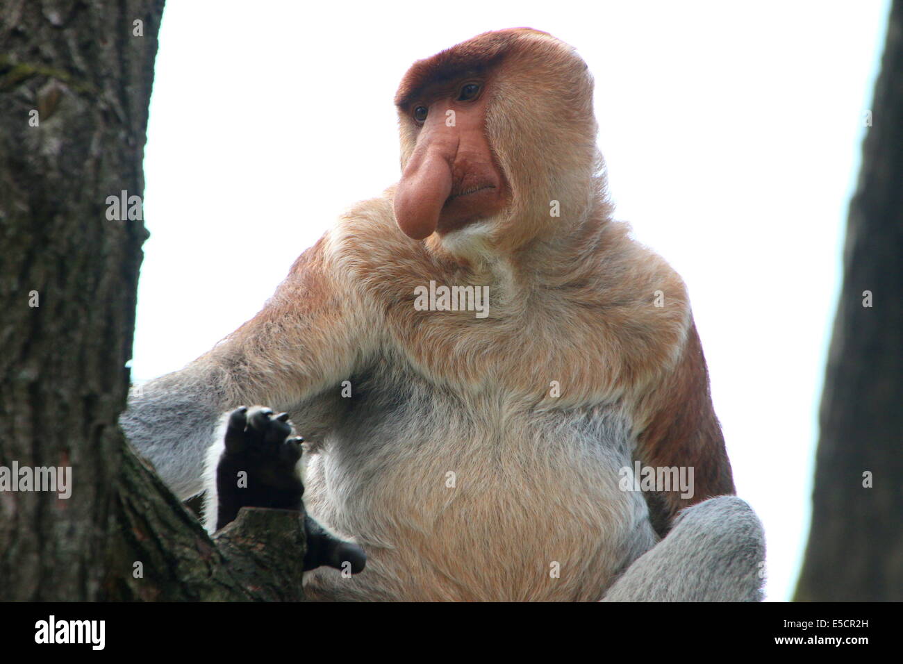 Borneo big nosed proboscis monkey hi-res stock photography and images ...