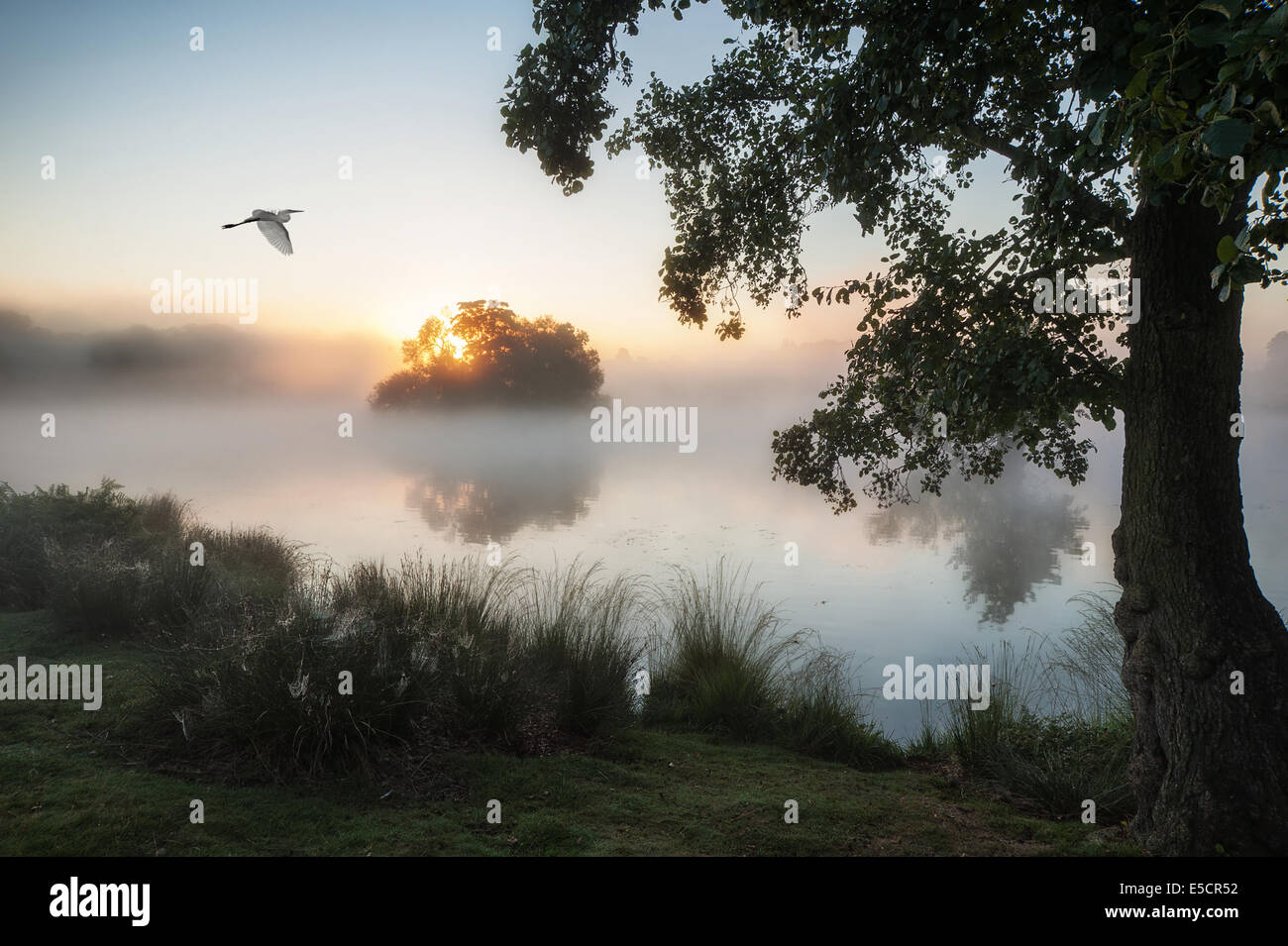 Beautiful Autumn landscape of birds flying over fog covered lake Stock ...