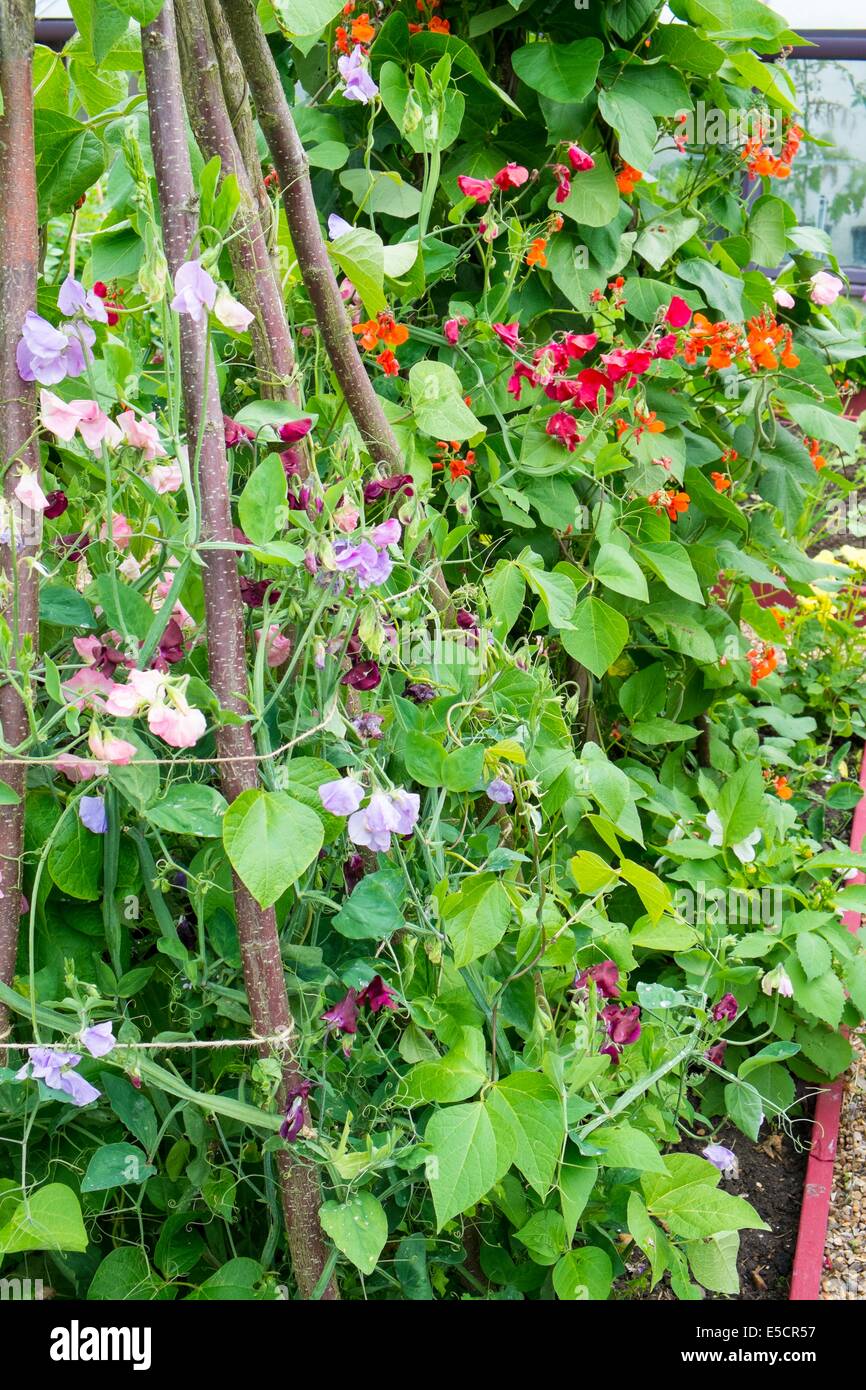 Summer garden with Runner beans growing alongside old fashion sweet peas, trained up hazel poles. England, July Stock Photo