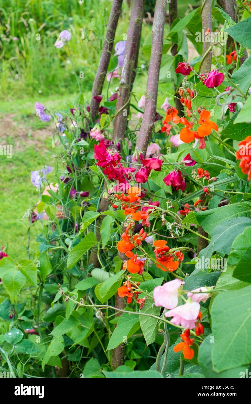 Summer garden with Runner beans growing alongside old fashion sweet peas, trained up hazel poles. England, July Stock Photo