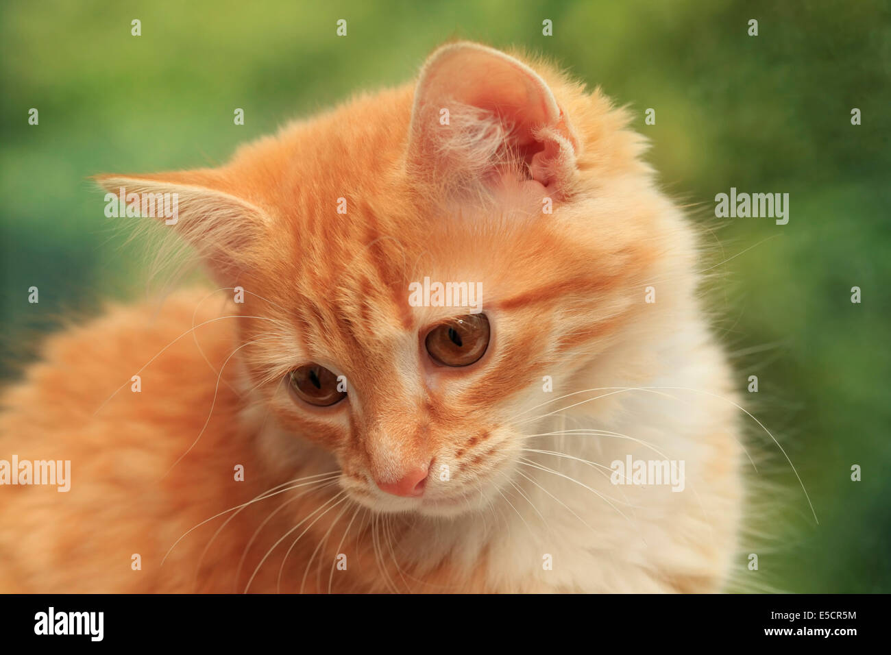 Portrait of a young red-haired cats Stock Photo