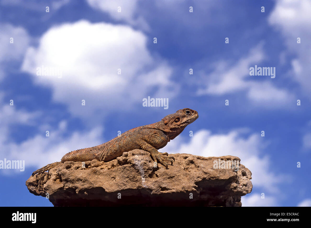Rock Agama (Laudakia stellio), basking in the sun on a rock, Israel Stock Photo