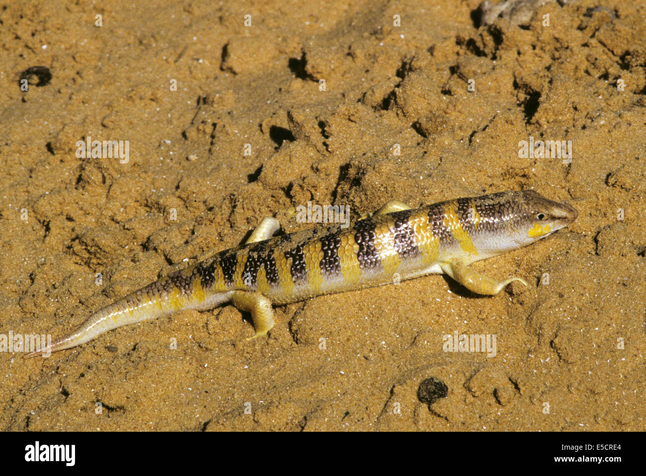 Sandfish (Scincus scincus) is a species of skink that burrows into the sand and swims through it. It is native to north Africa a Stock Photo