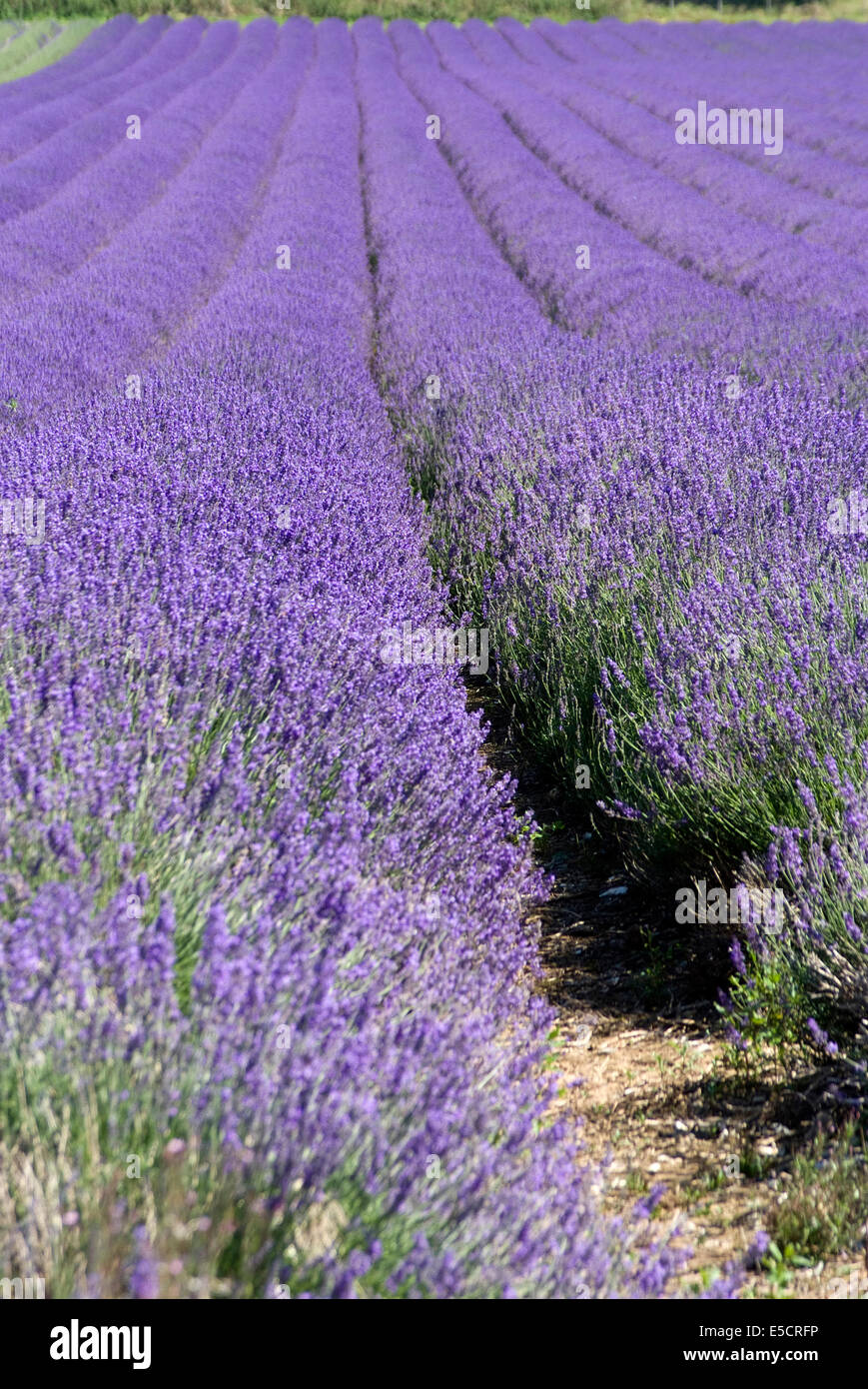 Lavender fields, Castle Farm, near Shoreham, Kent, England Stock Photo