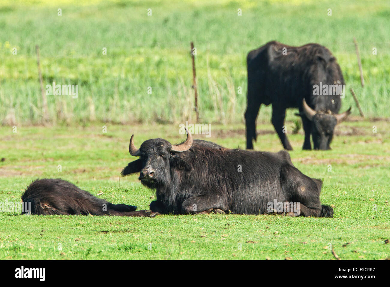 A herd of water buffalo (Bubalus bubalis). Photographed in the Hula Valley, Israel. Stock Photo
