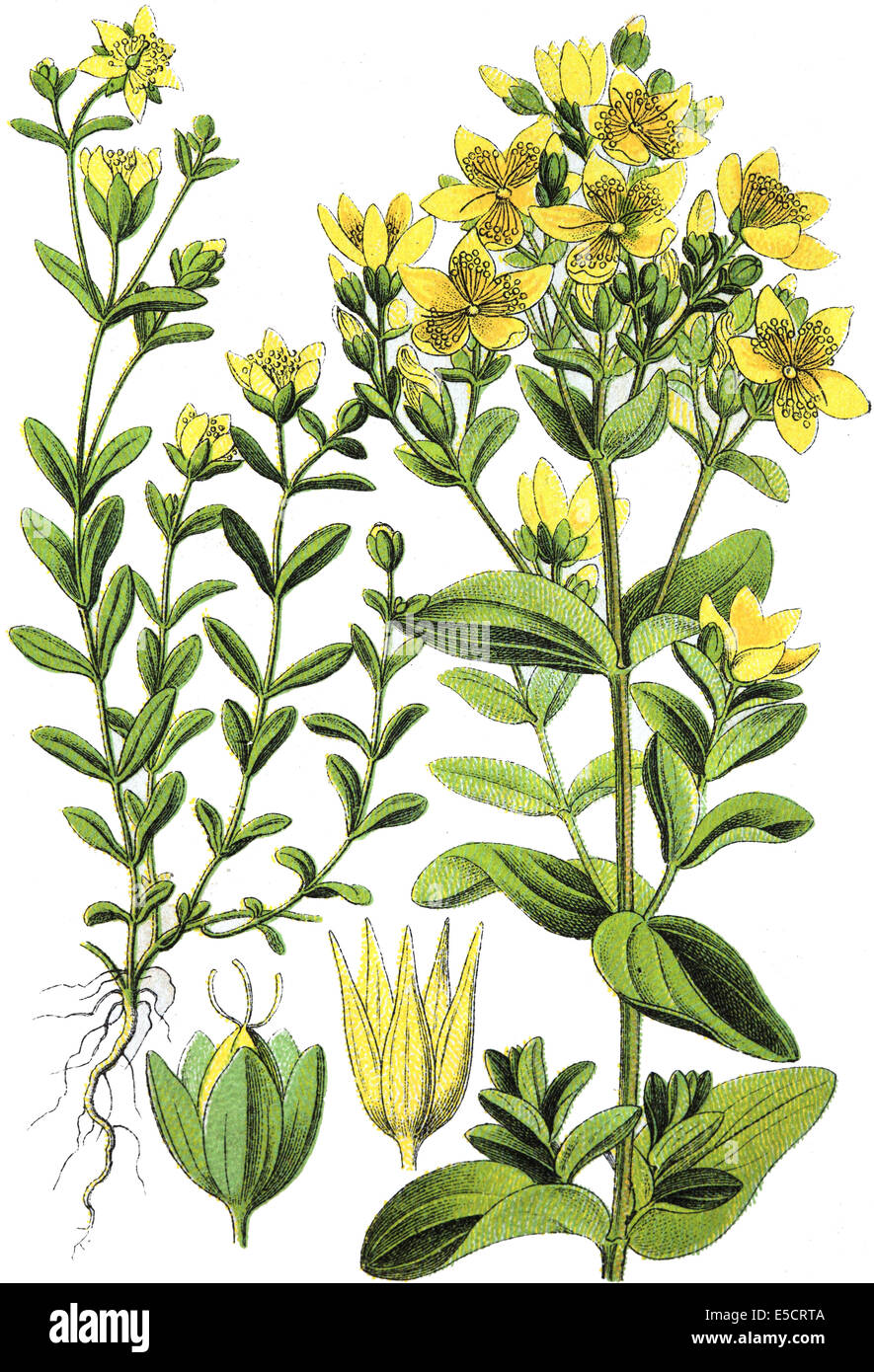Hypericum humifusum is a prostrate flowering plant in the genus Hypericum commonly known as trailing St John's wort Stock Photo