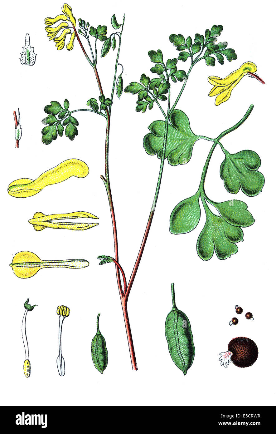 Pseudofumaria lutea (syn. Corydalis lutea; Yellow Corydalis Stock Photo