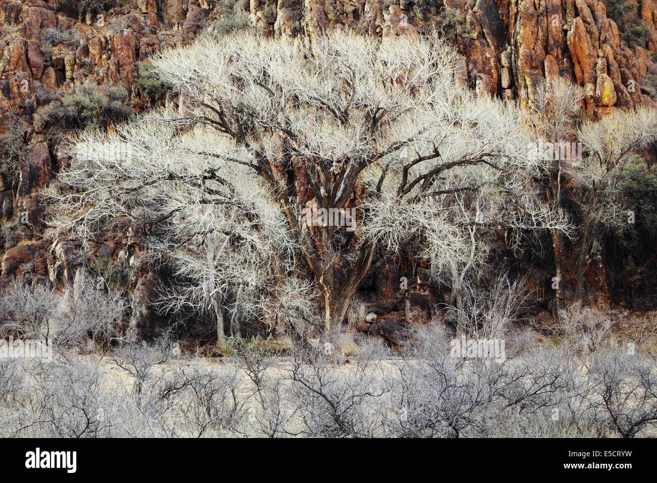 A cottonwood tree contrasts with the cliff behind it in west Texas, USA