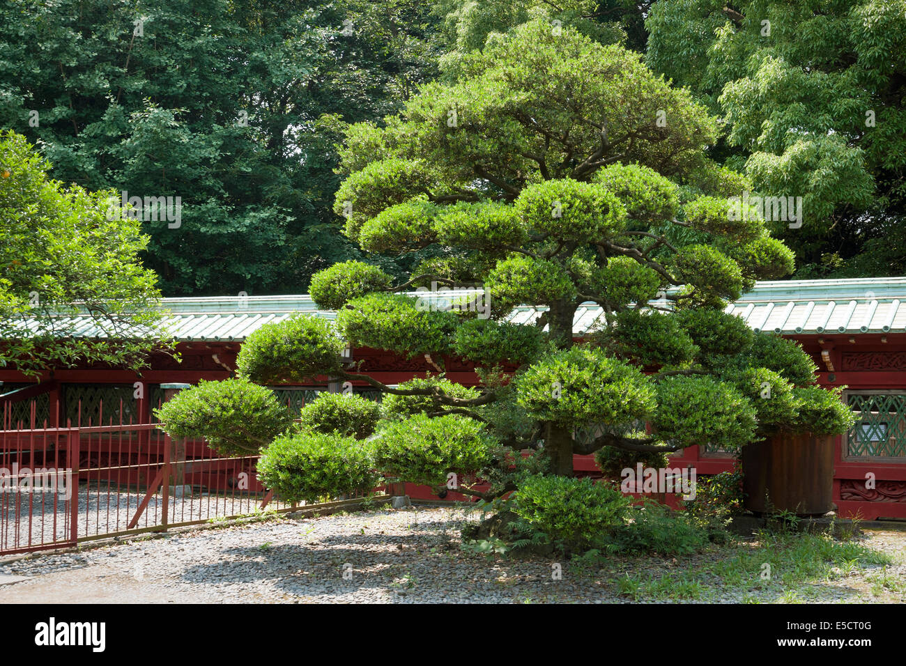 scenic Japanese pine tree on the temple yard Stock Photo