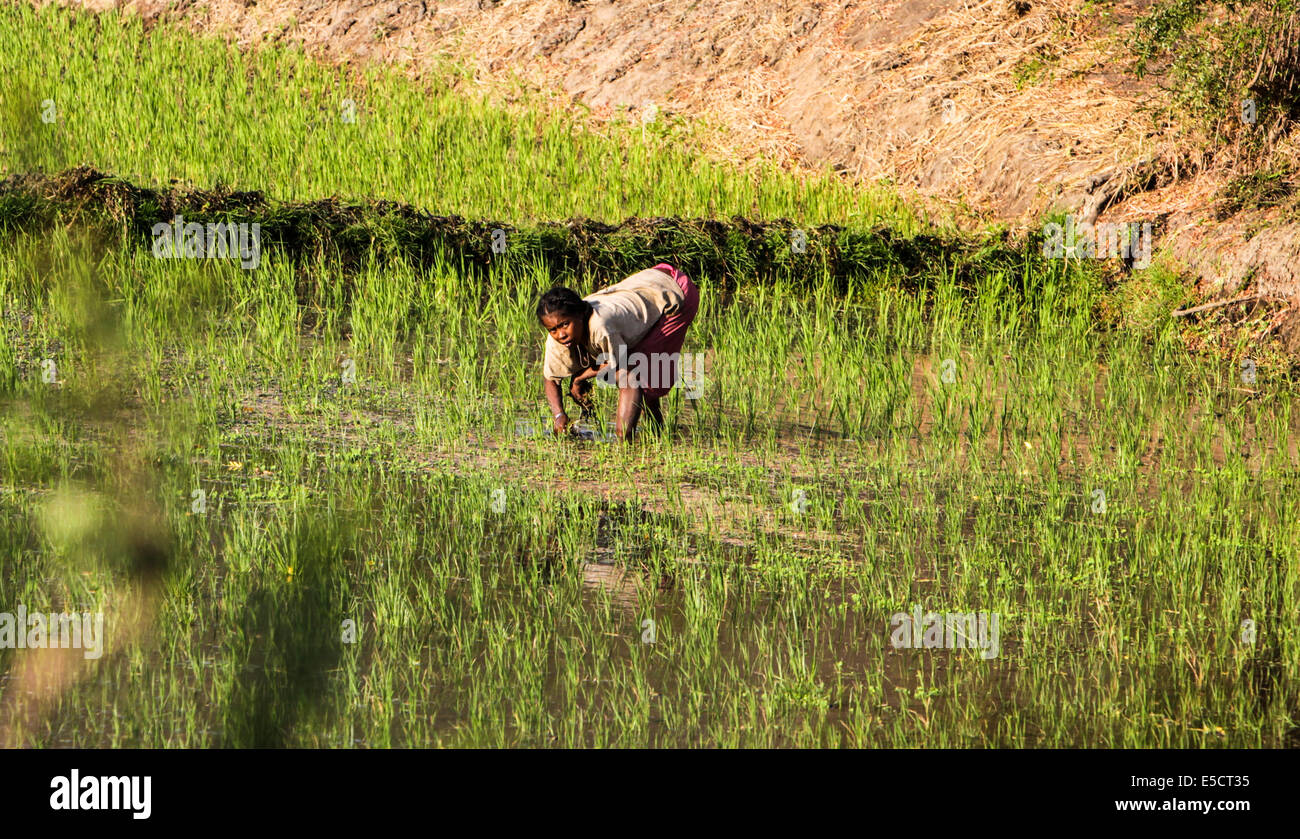 African woman work field hi-res stock photography and images - Alamy