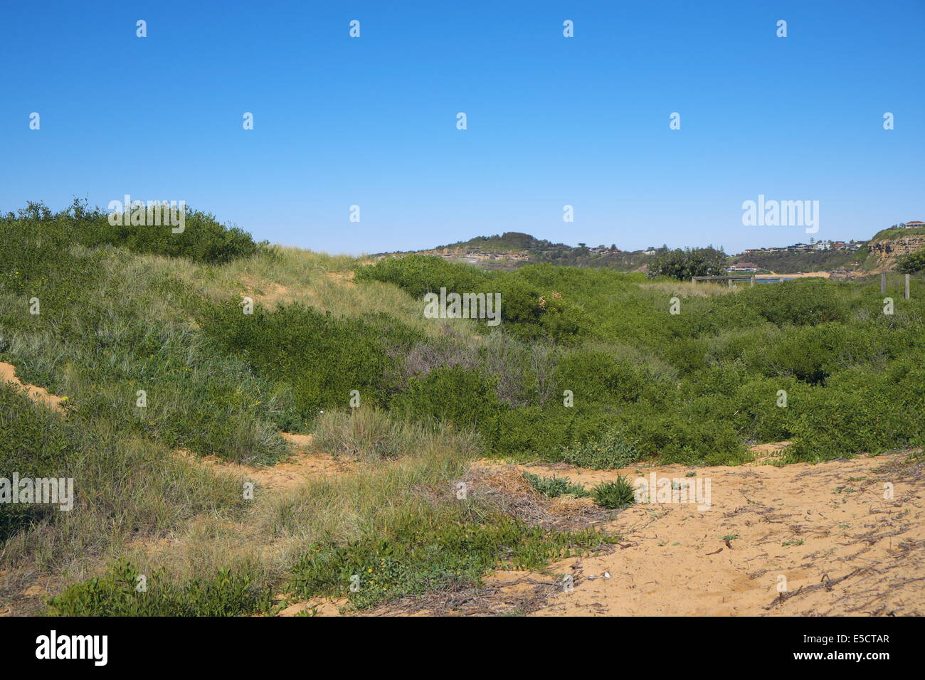 sand dunes at Mona vale beach, Sydney,new south wales,australia Stock