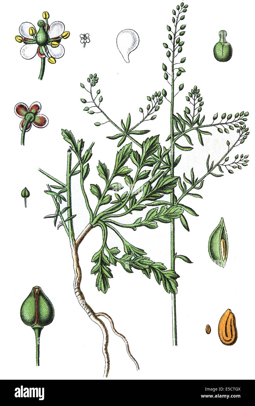 Lepidium graminifolium, Tall Pepperwort Stock Photo