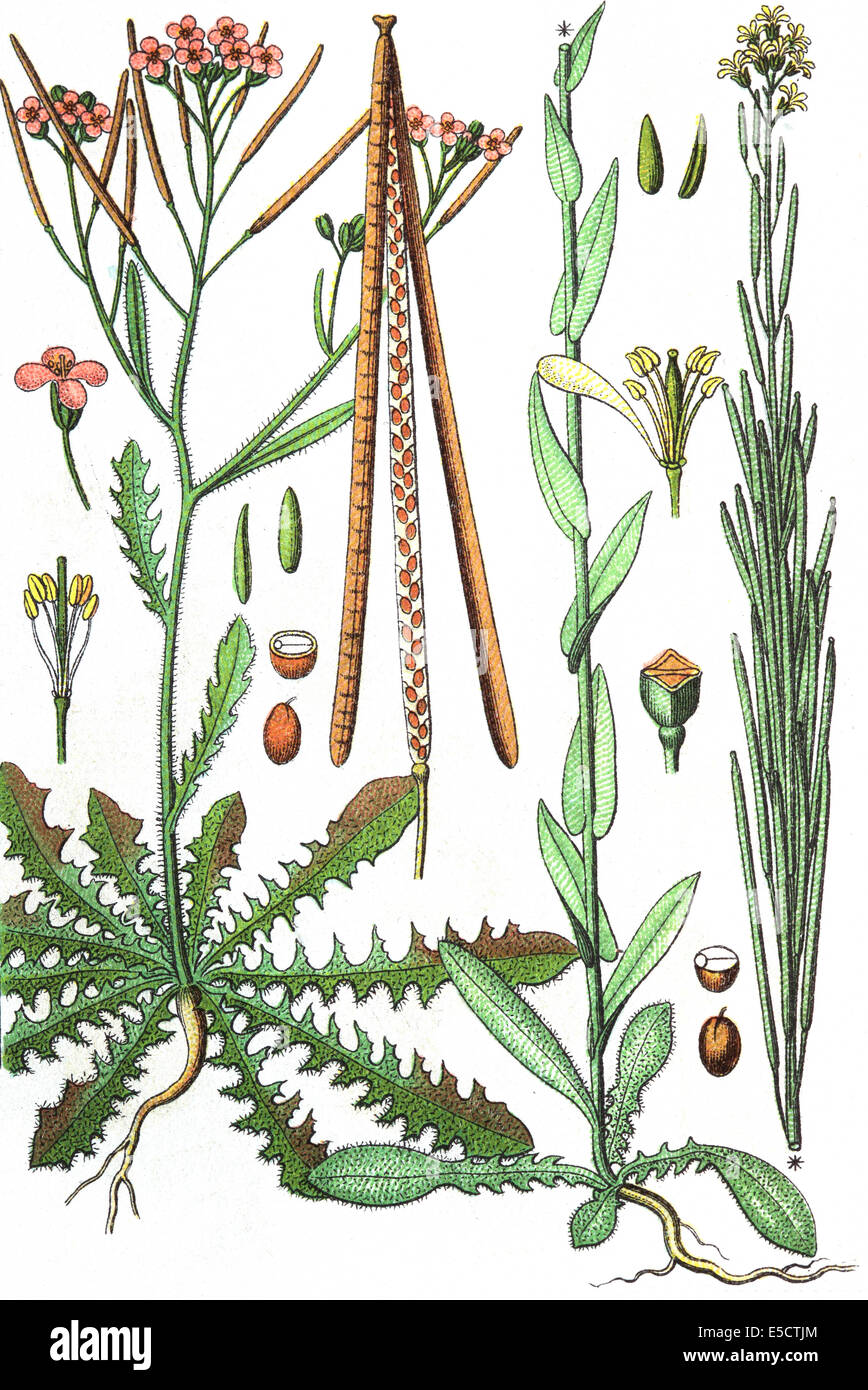 left: Cardaminopsis arenosa, Sand Rock-cress. right: Arabis glabra, tower mustard Stock Photo