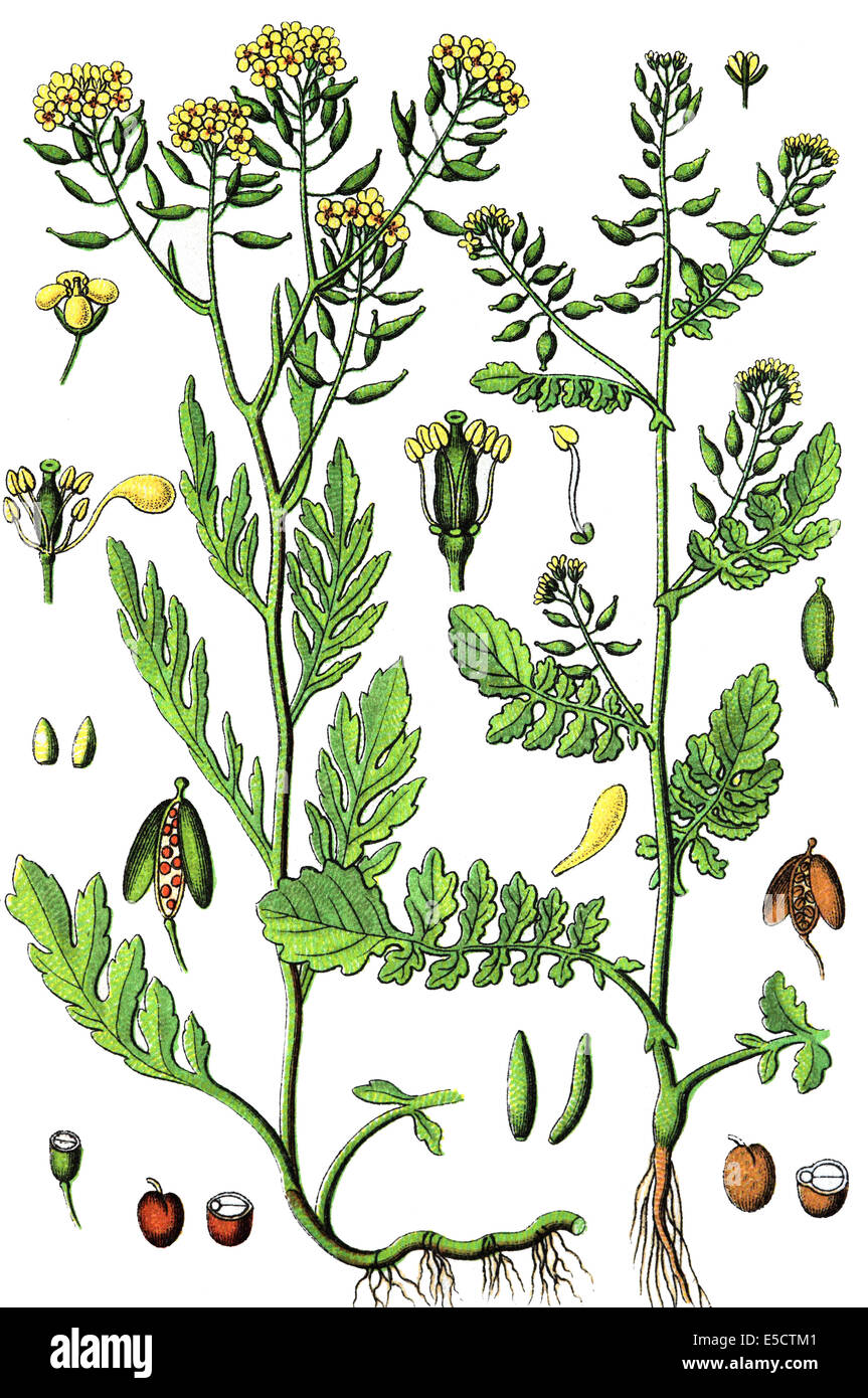 Goldentuft Alyssum High Resolution Stock Photography and Images - Alamy