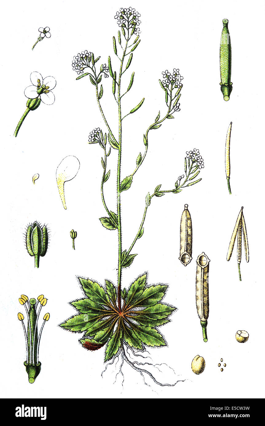 Arabidopsis thaliana, thale cress, mouse-ear cress or arabidopsis Stock Photo