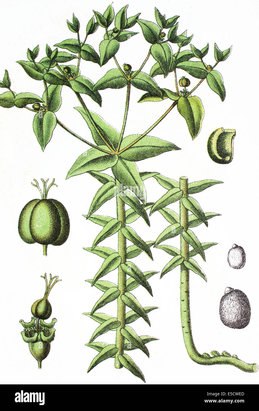 Caper Spurge or Paper Spurge, Euphorbia lathyris Stock Photo Alamy