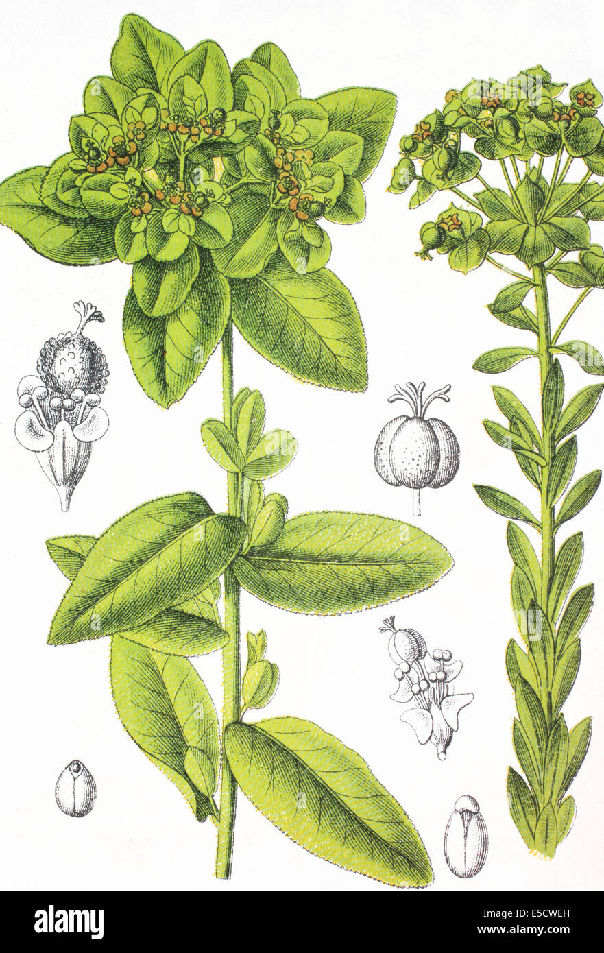 Left: Euphorbia verruculosa, Euphorbia verrucosa. Right: Euphorbia seguieriana Stock Photo