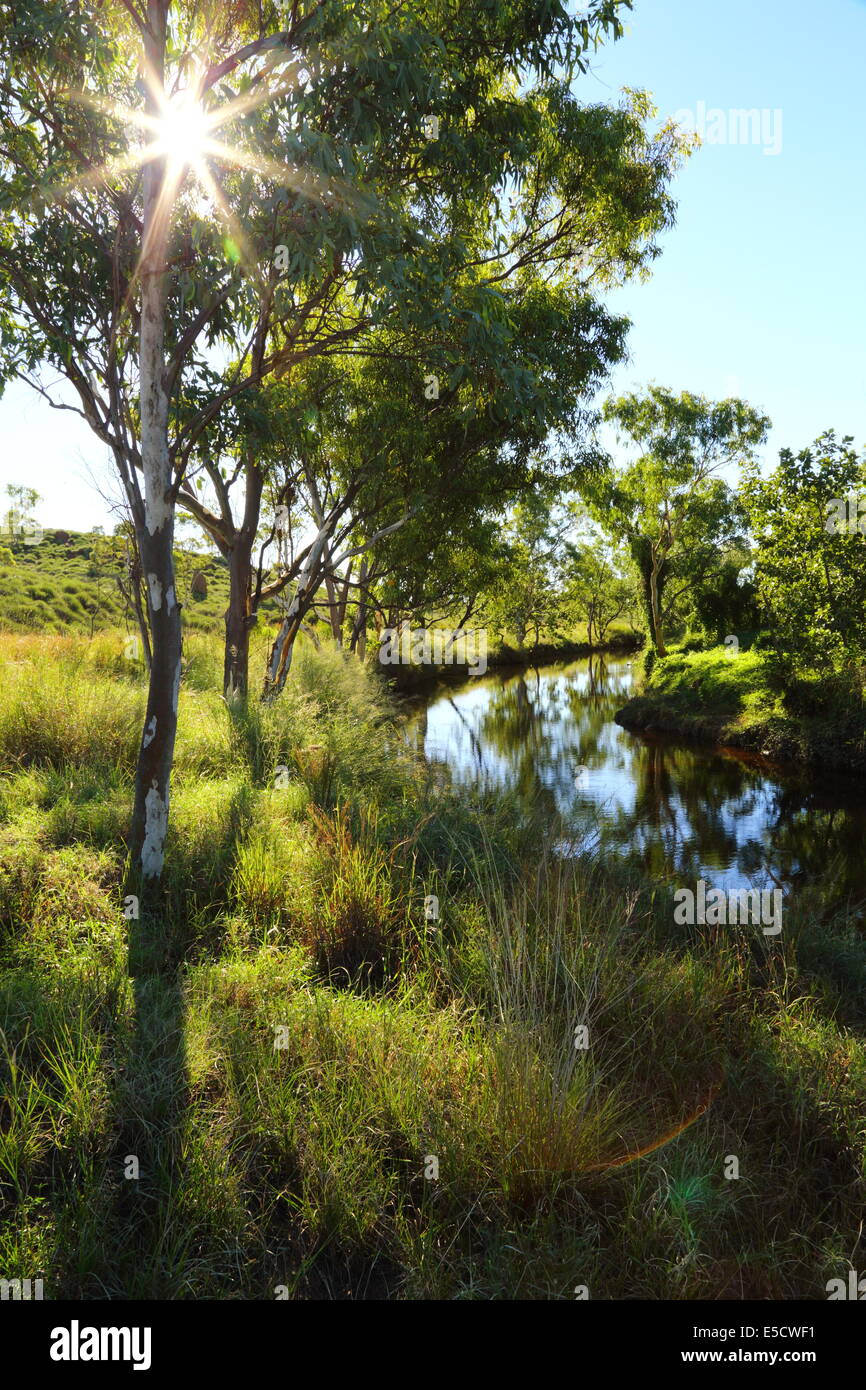 The sun shines through a gumtree along bordering a creek off Duncan Road, near Halls Creek, Western Australia. Stock Photo