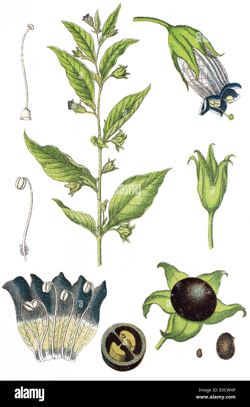 Deadly nightshade illustration hi-res stock photography and images - Alamy