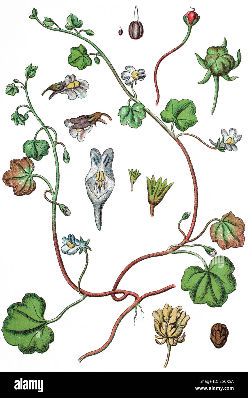 ivy-leaved toadflax or Kenilworth ivy, Cymbalaria muralis, Syn.: Linaria cymbalaria Stock Photo