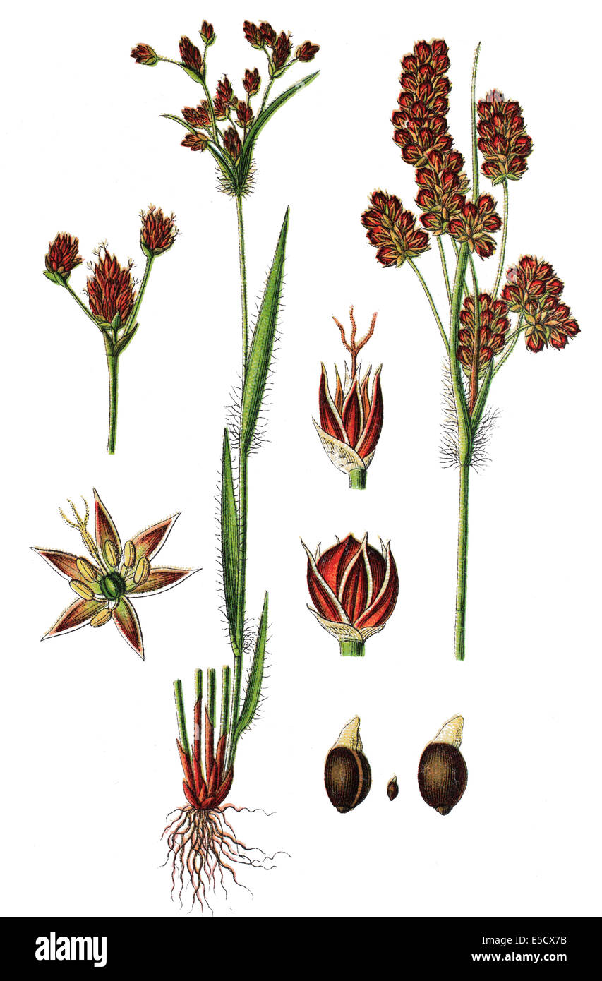 Heath Wood-rush, Luzula multiflora Stock Photo