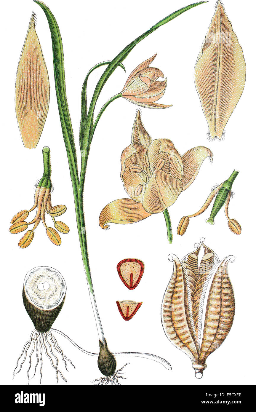 Tulipa sylvestris illustration hi-res stock photography and images - Alamy