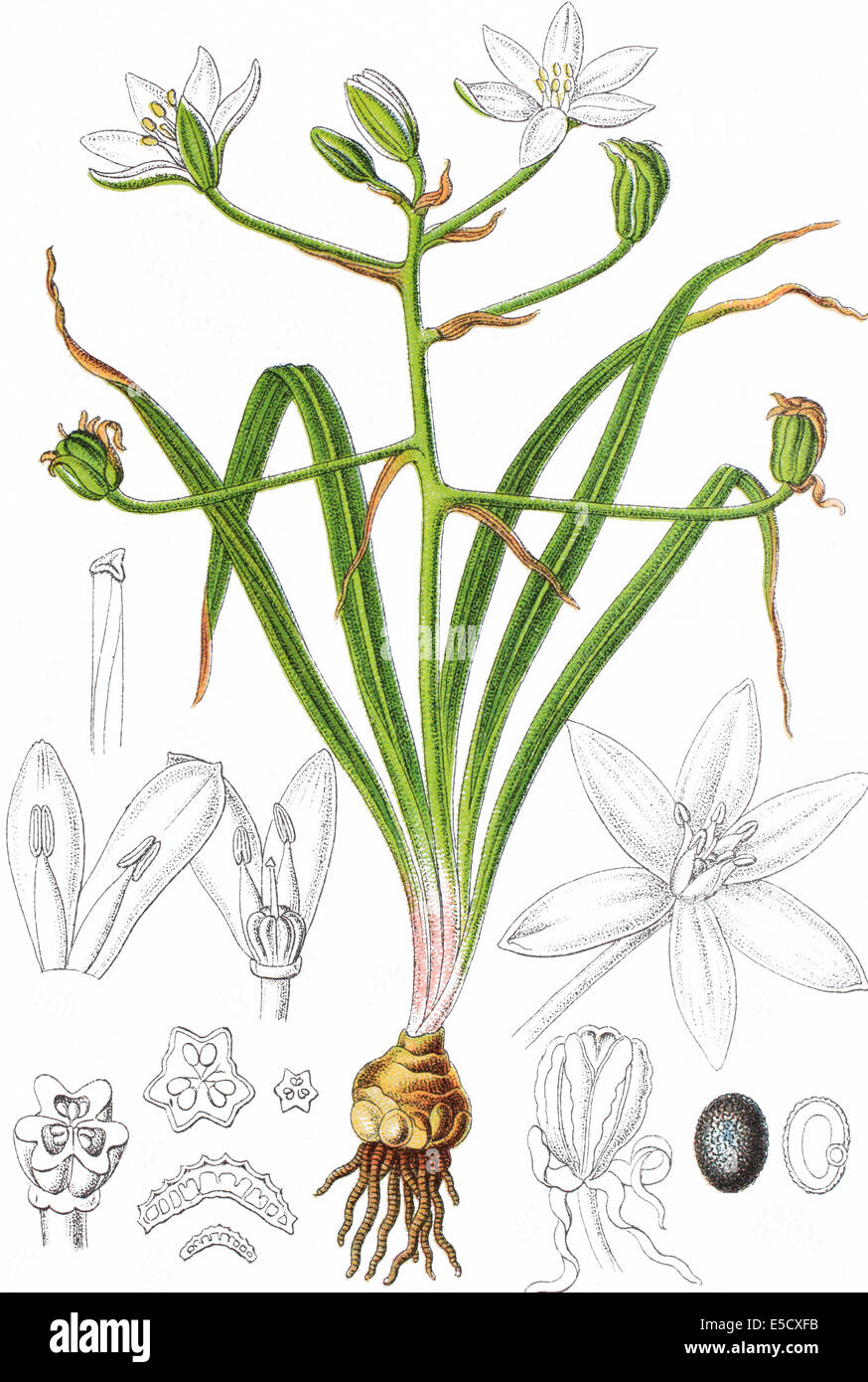 Ornithogalum umbellatum, Star-of-Bethlehem, grass lily, nap-at-noon, eleven-o'clock lady Stock Photo