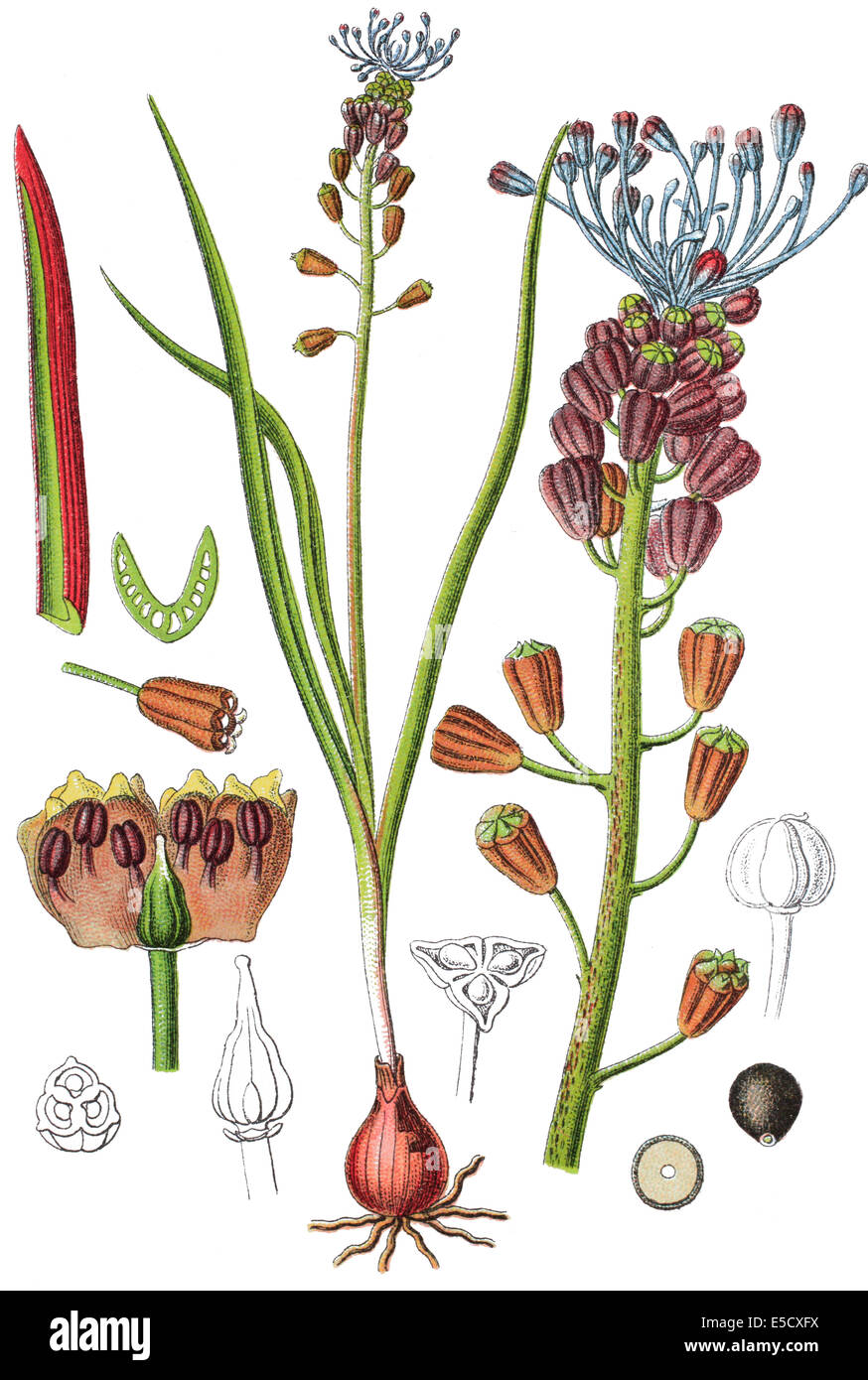 Tassel Hyacinth, Muscari comosum Stock Photo Alamy