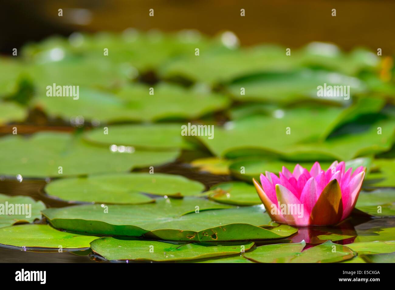 Waterlily in a pond Stock Photo Alamy