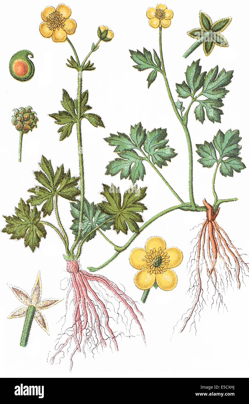 Ranunculus nemorosus, nemorosum Stock Photo