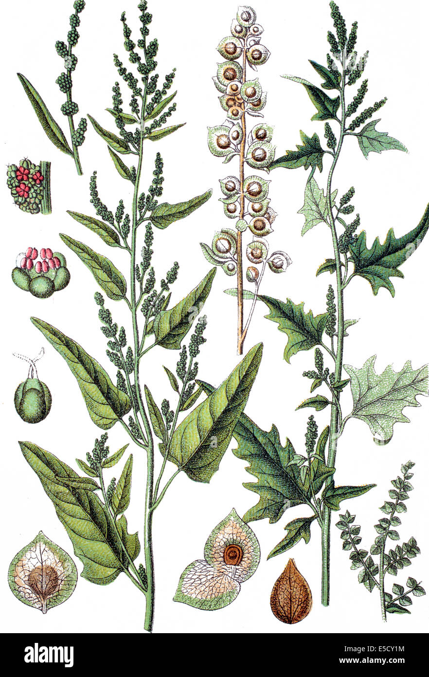 left: Glanzmelde, Atriplex sagittata  /  right: Garden Orache, Red Orach, Mountain Spinach, French Spinach, Atriplex hortensis Stock Photo