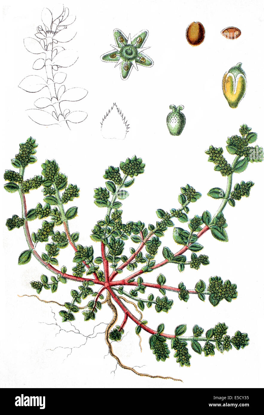 Herniaria glabra, known as smooth rupturewort Stock Photo