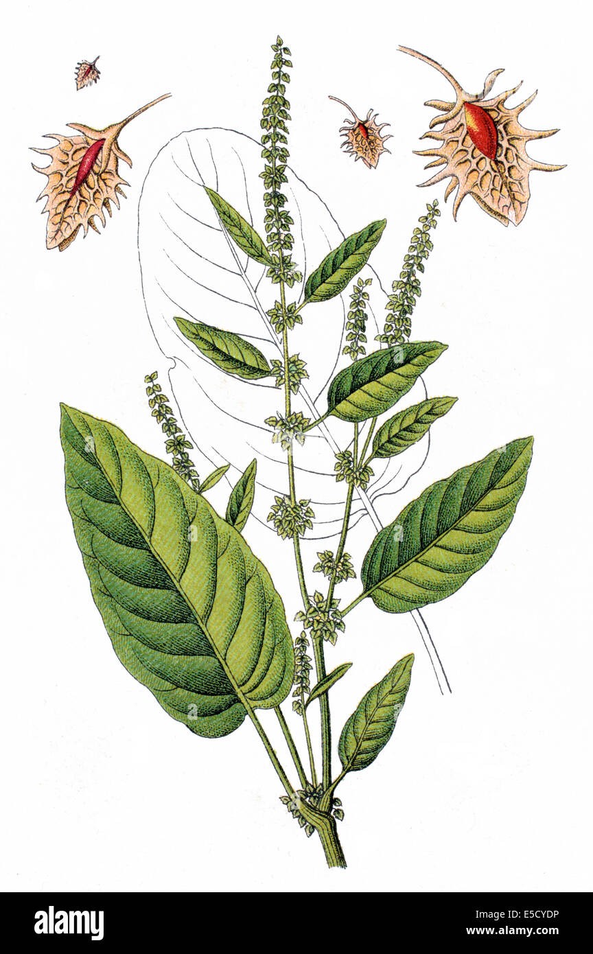 broadleaved dock, bitter dock, bluntleaf dock, dock leaf or butter