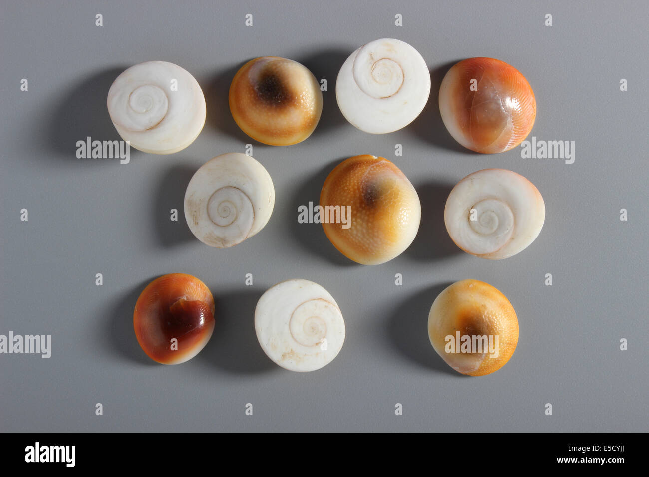 Indian nuts in sale shell