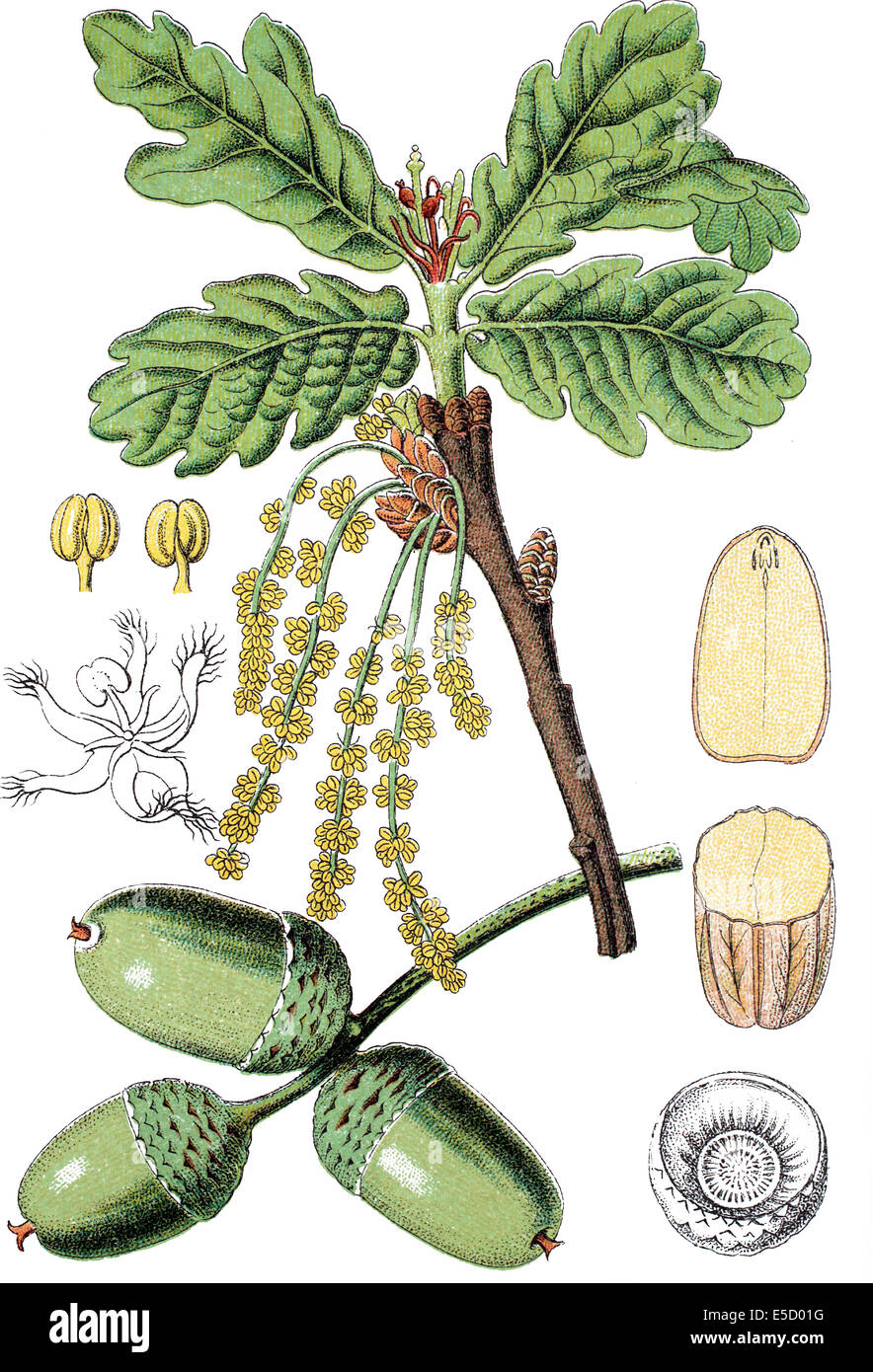 English oak or pedunculate oak or French oak, Quercus robur, Syn.: Quercus pedunculata Stock Photo