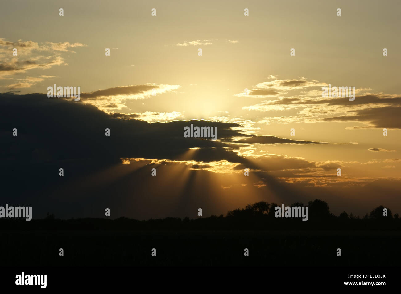 The sunsets over the forest and the field in summer Stock Photo - Alamy