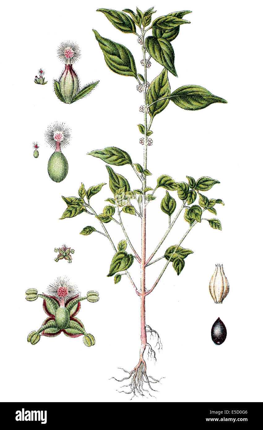 pellitory-of-the-wall, also known as lichwort, Parietaria officinalis, Syn.: Parietaria erecta Mert. & W.D.J.Koch Stock Photo