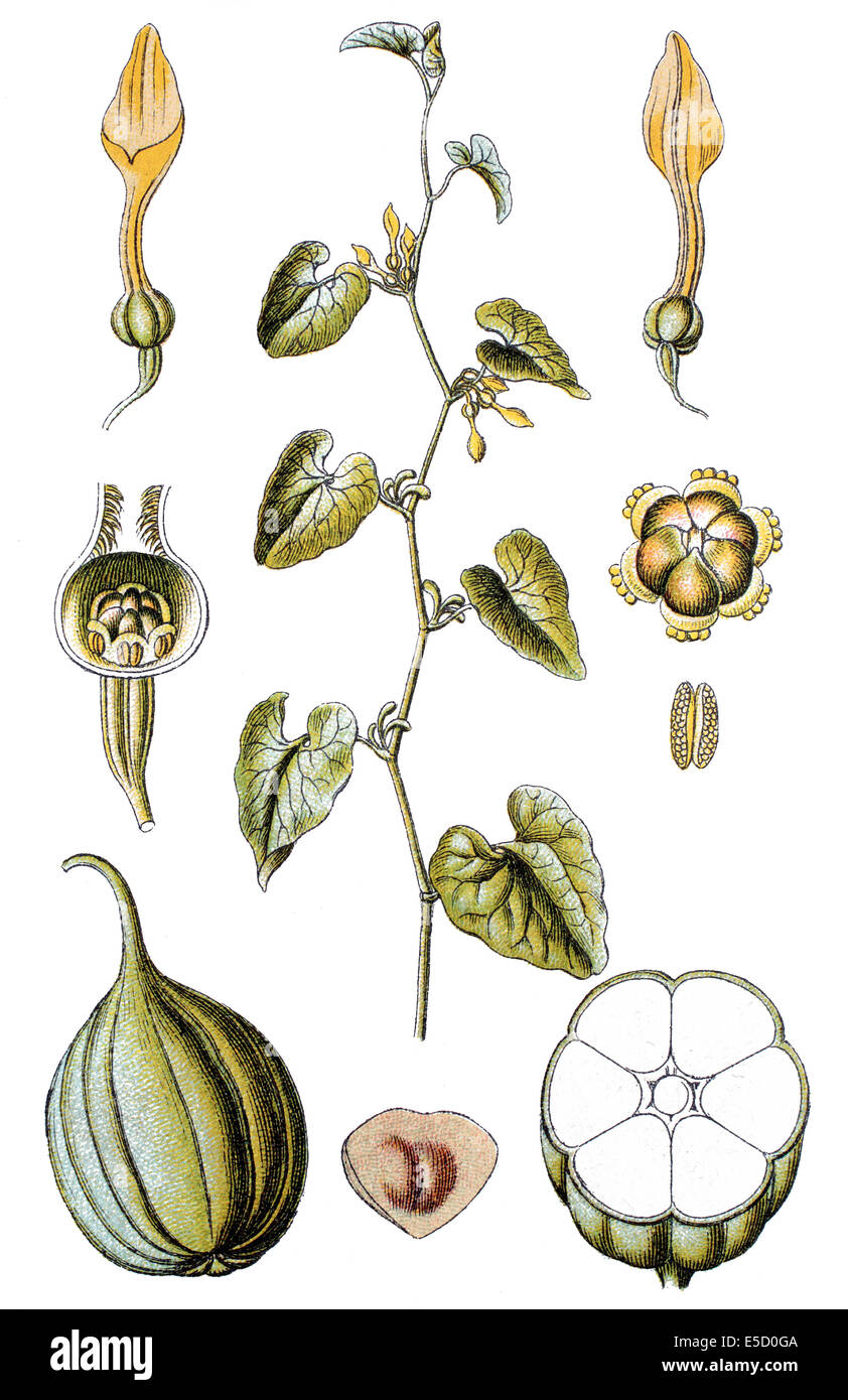 Birthwort, Aristolochia clematitis Stock Photo
