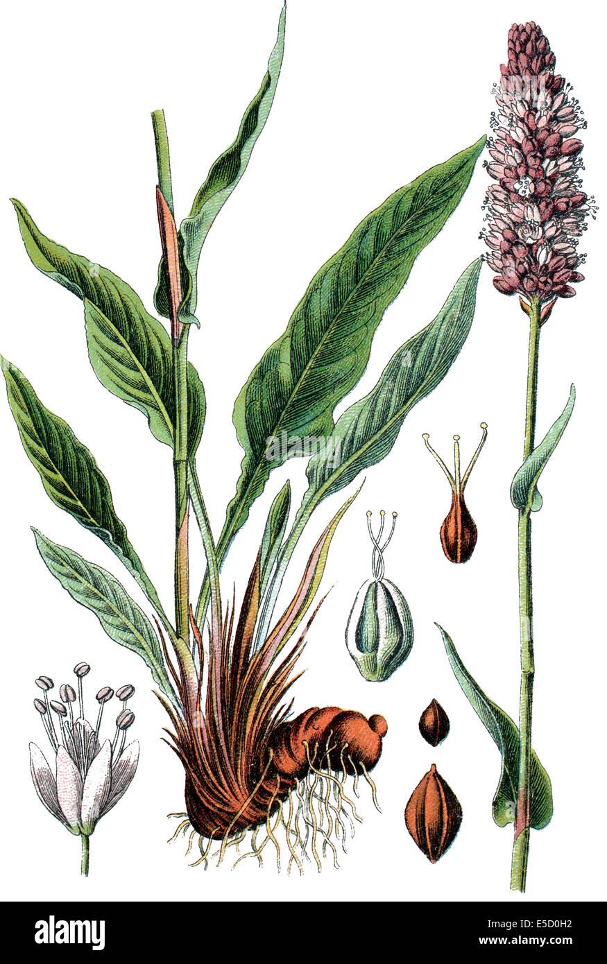 bistort or European bistort, Bistorta officinalis Syn.: Persicaria bistorta  L. Samp., Polygonum bistorta L., Bistorta major S.F Stock Photo - Alamy