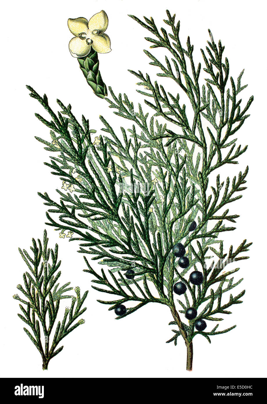 Savin Juniper or Savin, Juniperus sabina Stock Photo
