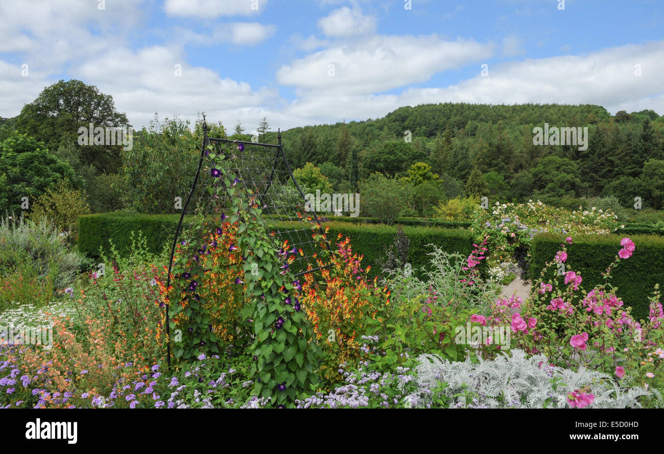 Pergola of clematis in a border in the gardens at Rosemoor, Torrington, Devon, England, UK Stock Photo