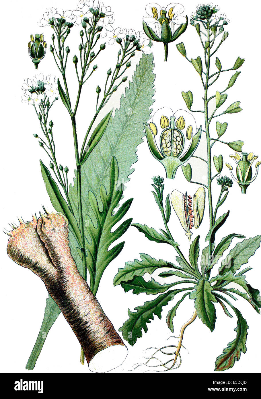 left: Horseradish Armoracia rusticana, syn. Cochlearia armoracia. right: shepherd's-purse, Capsella bursa pastoris Stock Photo