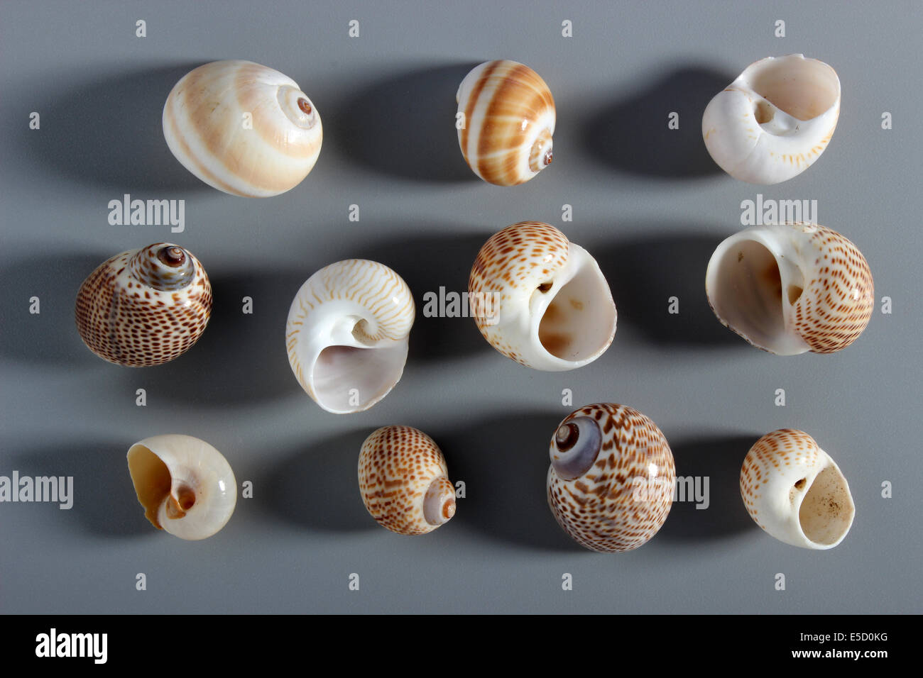 Indian Moon Shells Stock Photo