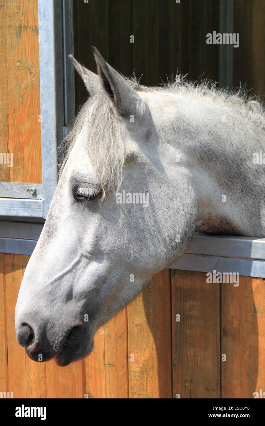 Portrait of a white horse in stable Stock Photo
