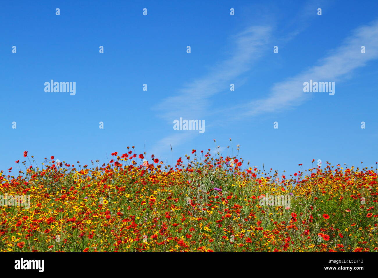 Below a blue sky, assorted spring wildflowers adorn a hill in Texas, USA. Stock Photo