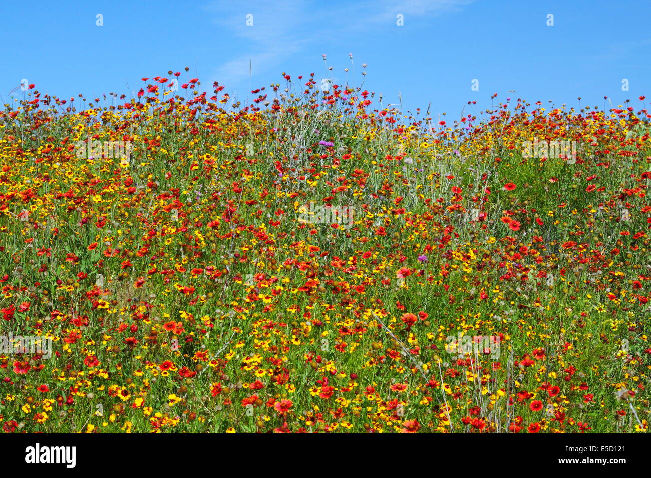 Below a blue sky, assorted spring wildflowers adorn a hill in Texas, USA. Stock Photo